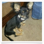 B-MO the black and tan long hair male Chihuahua in his Happy Home!