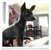 Bently the black Chihuahua in his Happy Home!