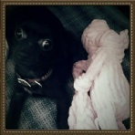 Happy Chihuahua from chihuahuasoftexas.com in his Happy Home!