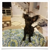 Skeeter the Chihuahua in his Happy Home!