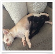 Skeeter the Chihuahua in his Happy Home!