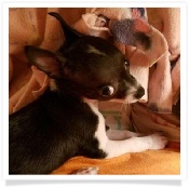 Lizzy the chihuahua in her Happy Home!