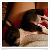 Lizzy the chihuahua in her Happy Home!