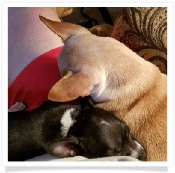 Lizzy the chihuahua in her Happy Home!