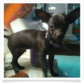 Chihuahua in his Happy Home!